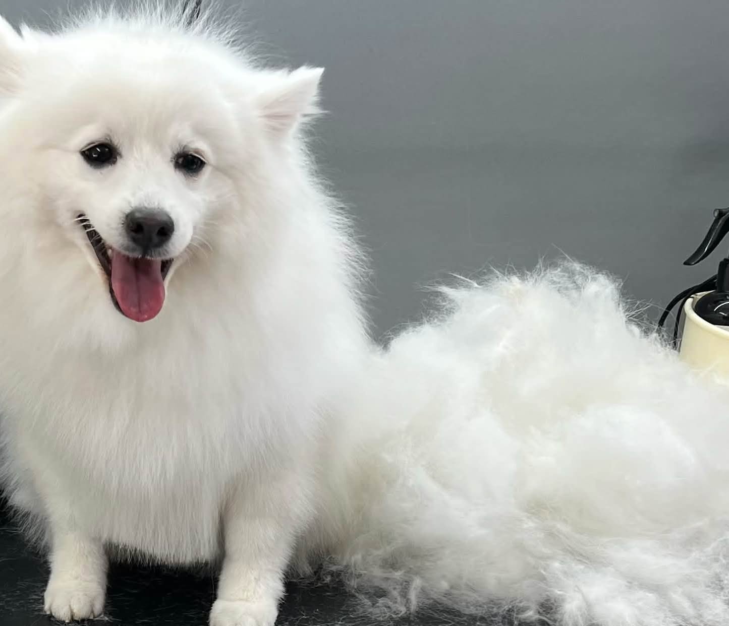 A white Japanese Spitz smiling on the grooming table beside the pile of undercoat brushed out of it