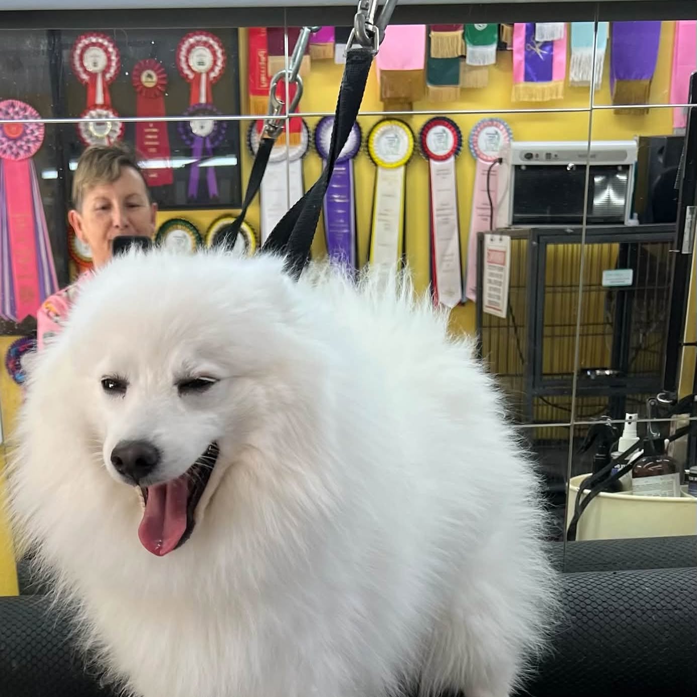 A white Japanese Spitz on the grooming table in the salon, with a wall of show rosettes and sashes behind it