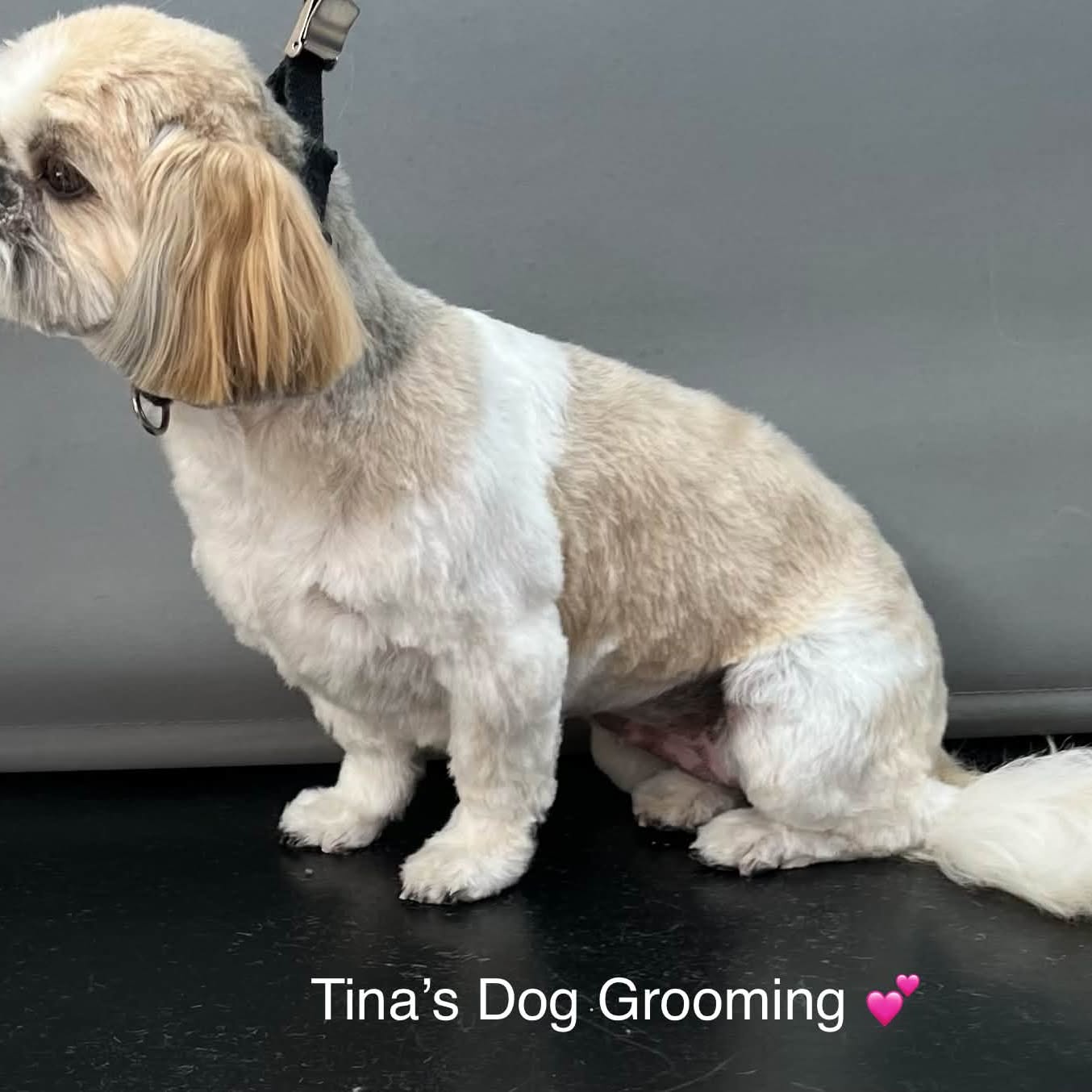 A small cream and tan dog in profile after a full groom, sitting on the grooming table