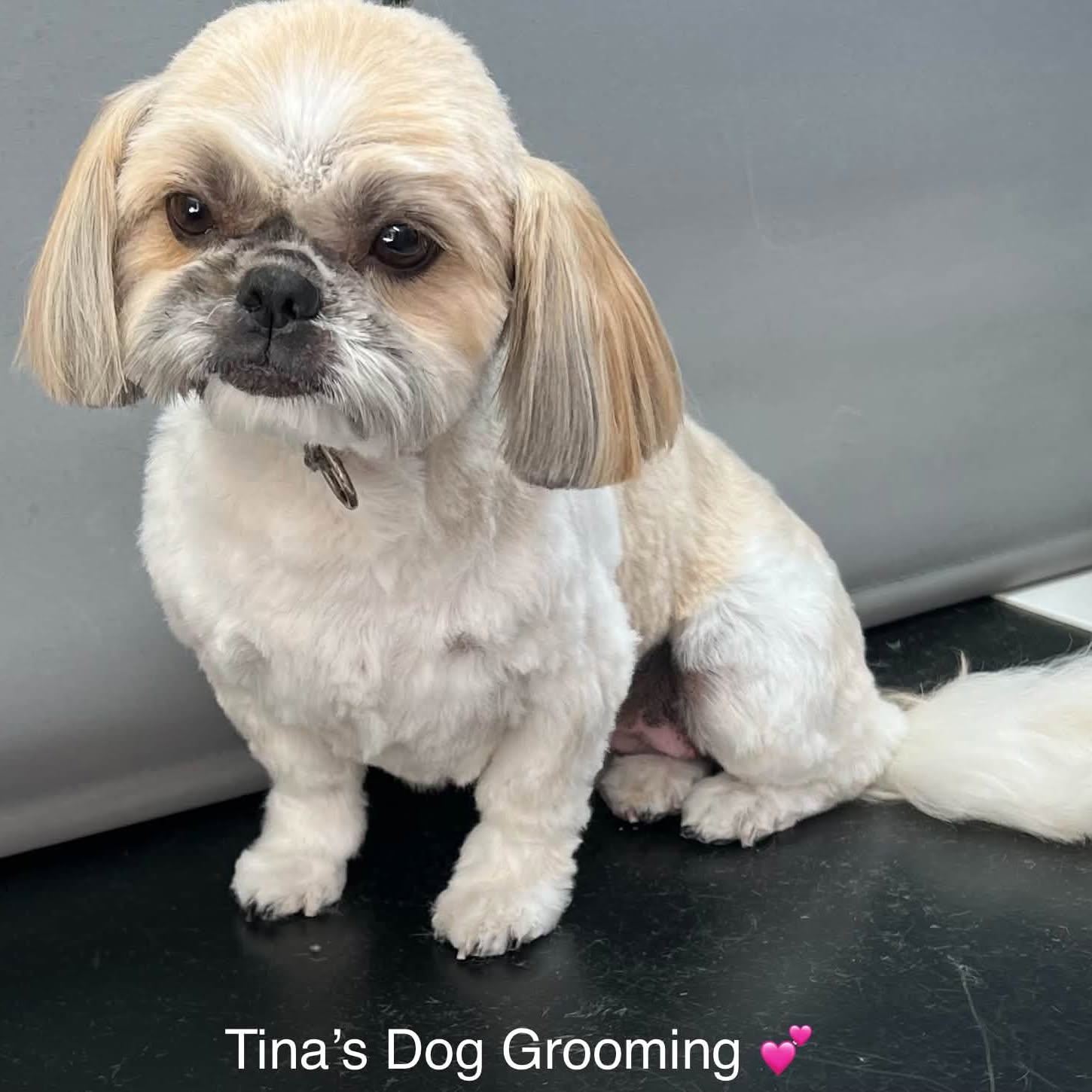 The same small cream and tan dog facing the camera after its groom