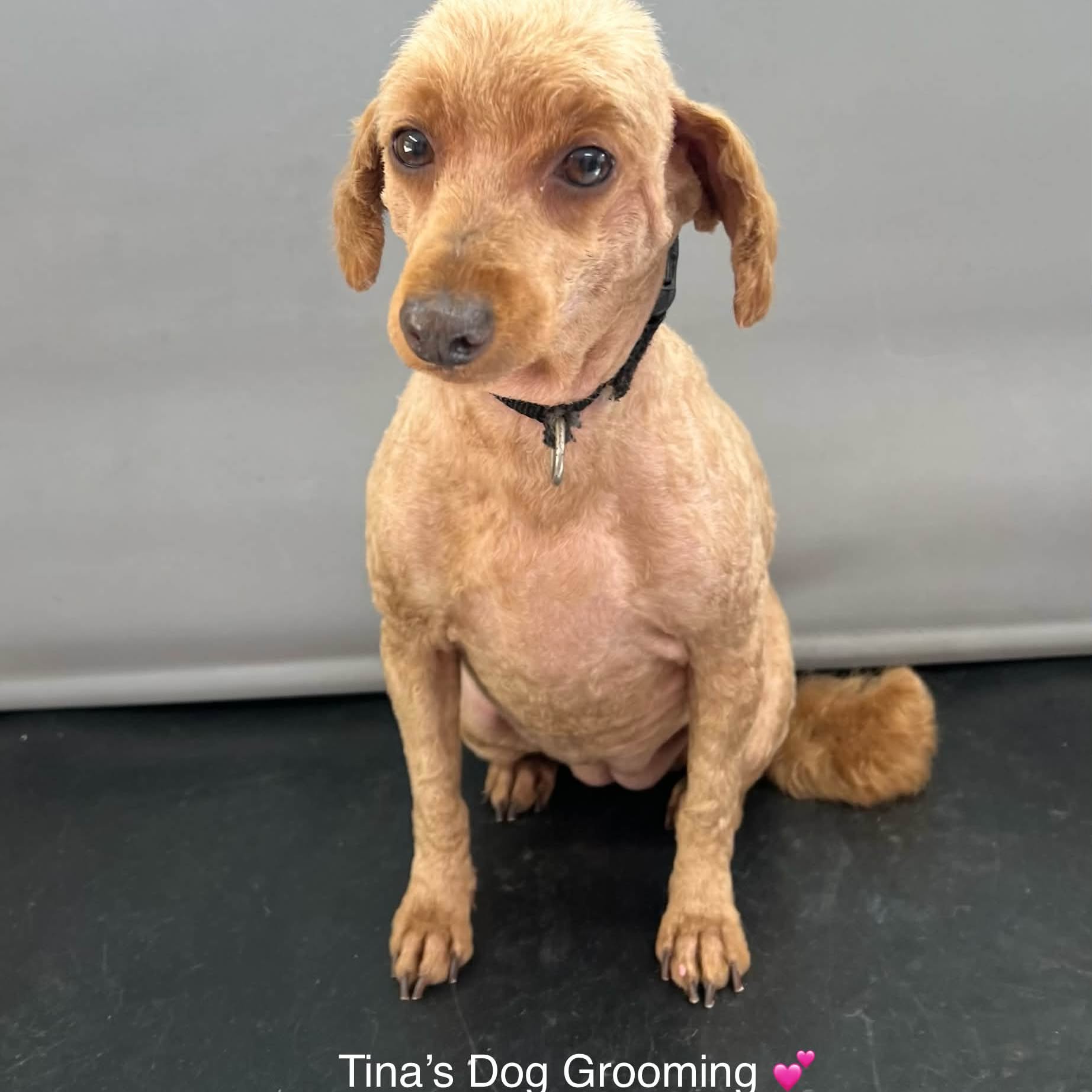 An apricot toy poodle after a short, neat clip, sitting on the grooming table